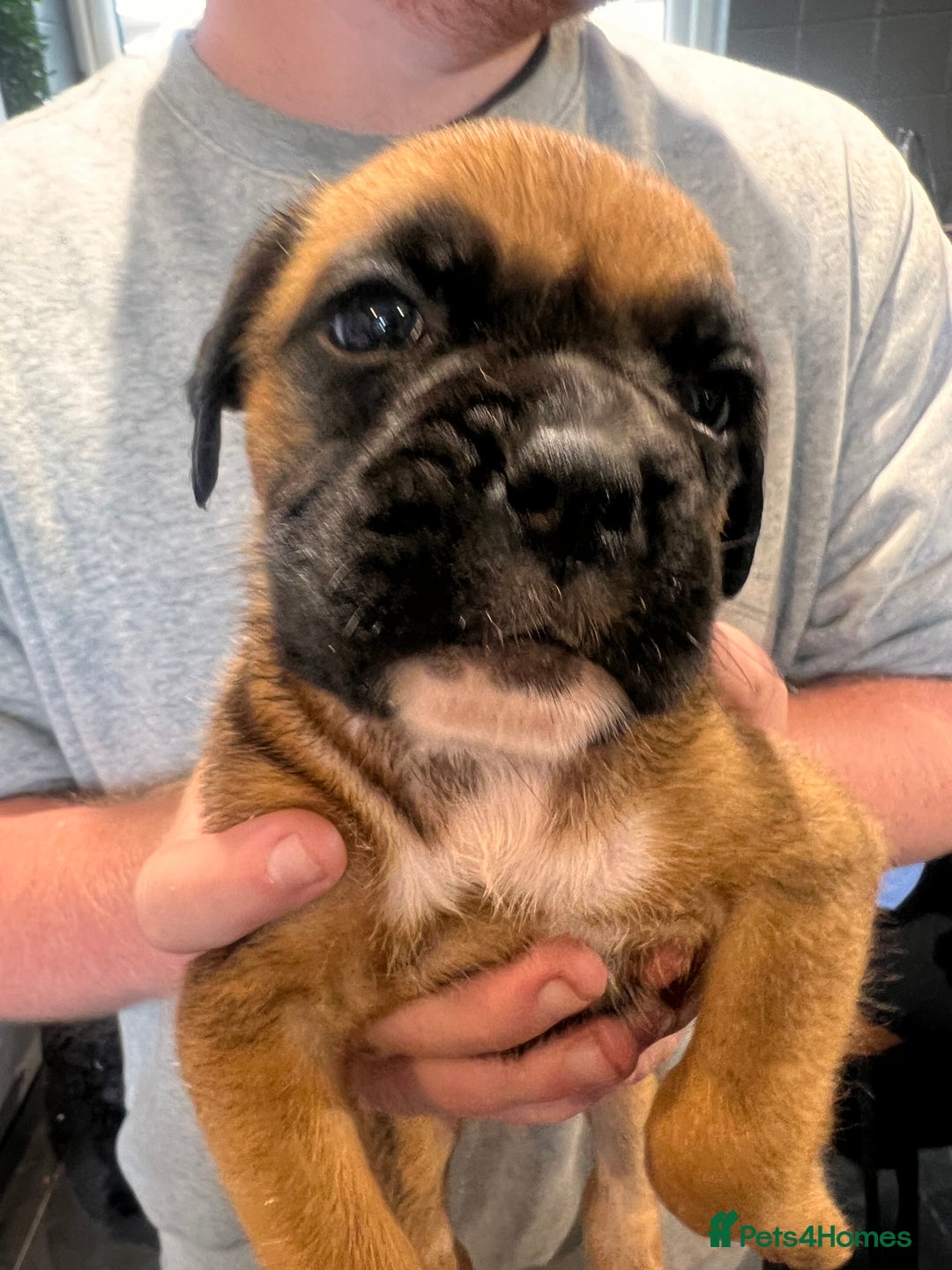 Boxer dogs for sale: Gorgeous litter of tailed and bob tailed boxers  - Image 10