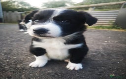 Border Collie dogs for sale: Beautiful Fluffy Collie Puppies  - Image 30
