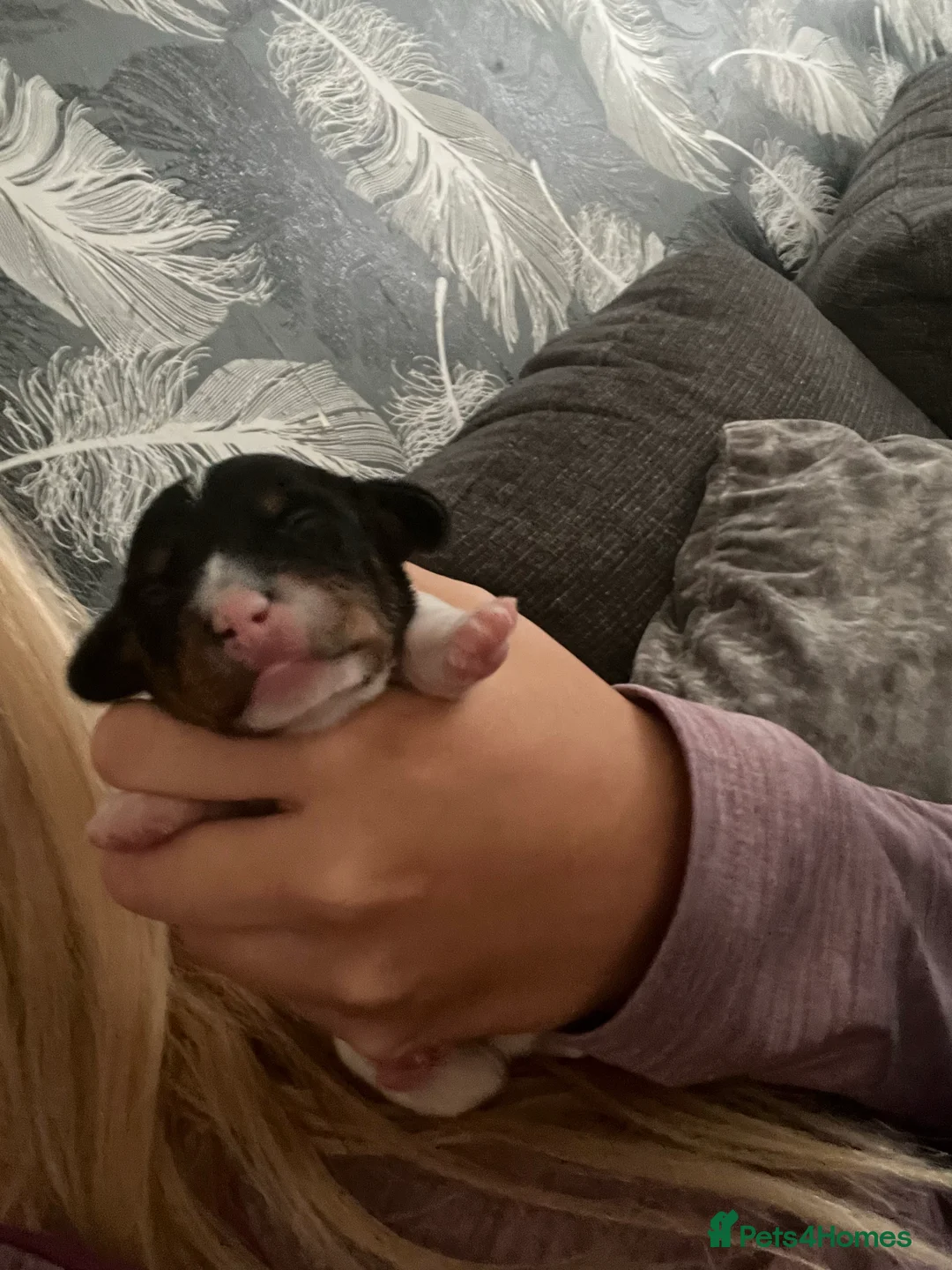 Miniature Dachshund dogs for stud: KC Miniature Dachshund (smooth coat ) for stud in Liverpool - Advert 10