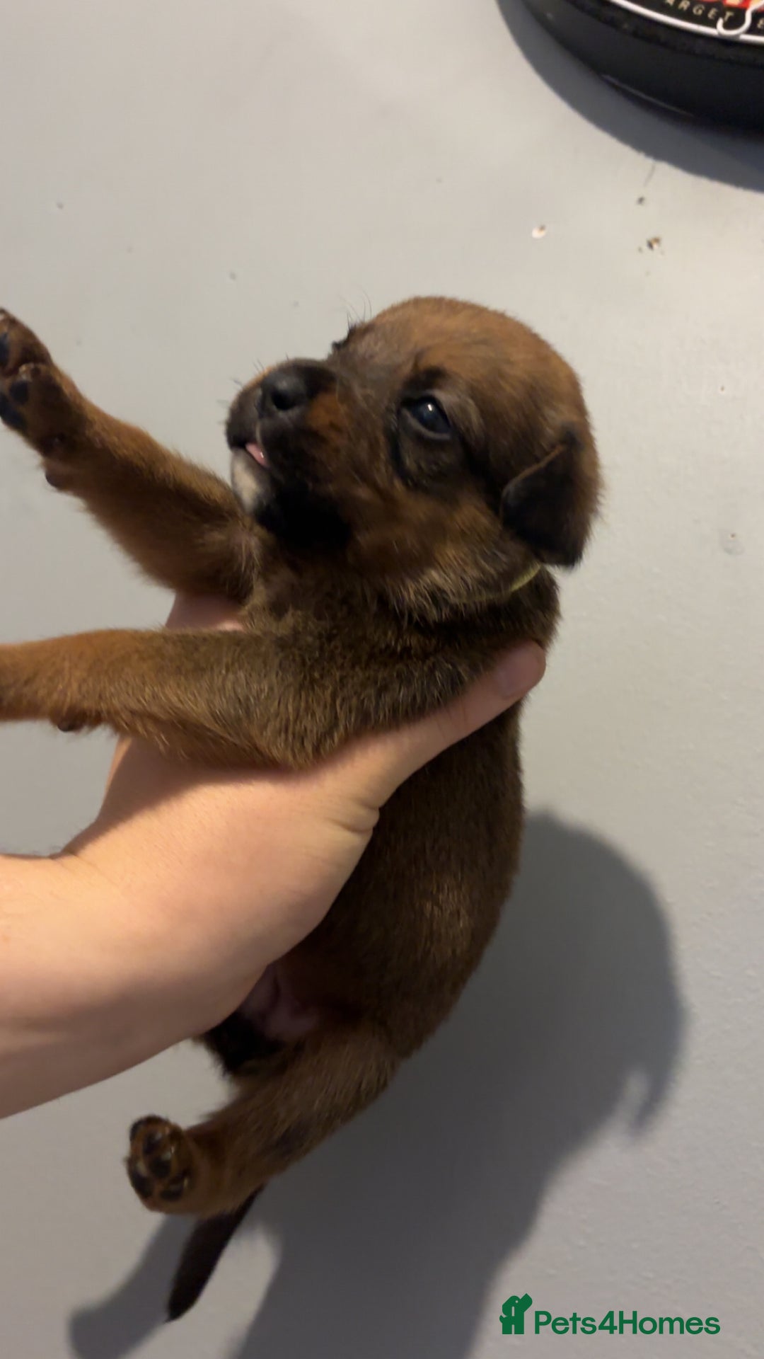 Mixed Breed dogs for sale: Boxwillers - Image 18