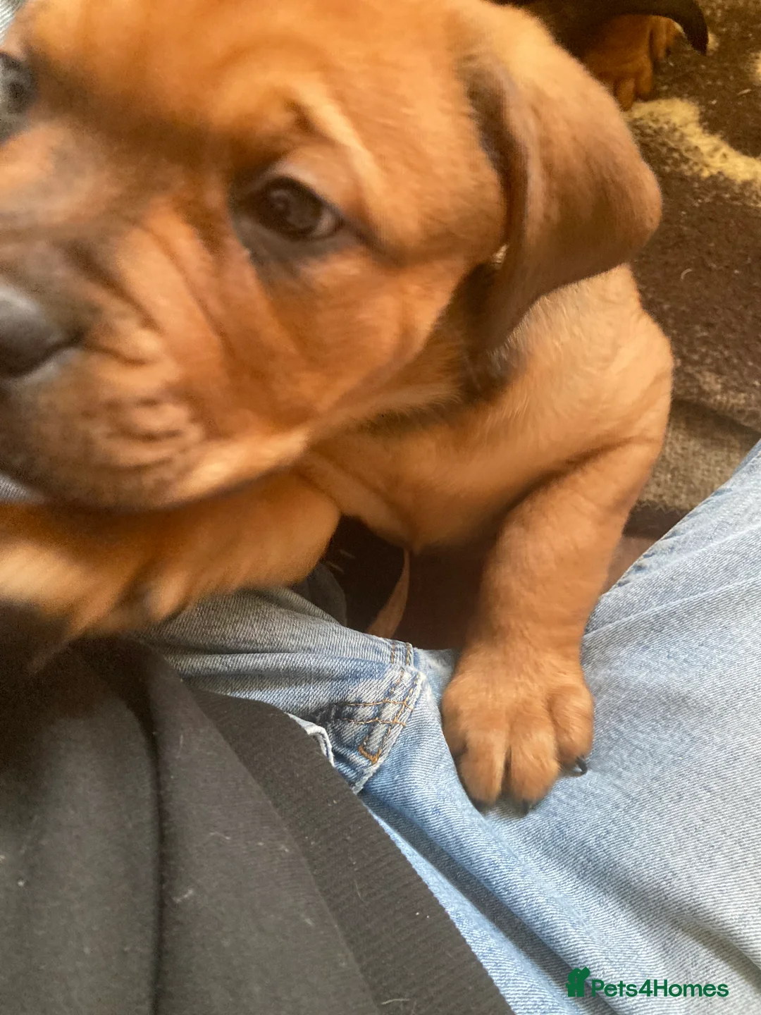 Mixed Breed dogs for sale: Rocco - Advert 5