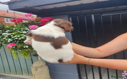 English Springer Spaniel dogs for sale: Springer spaniel  - Image 2