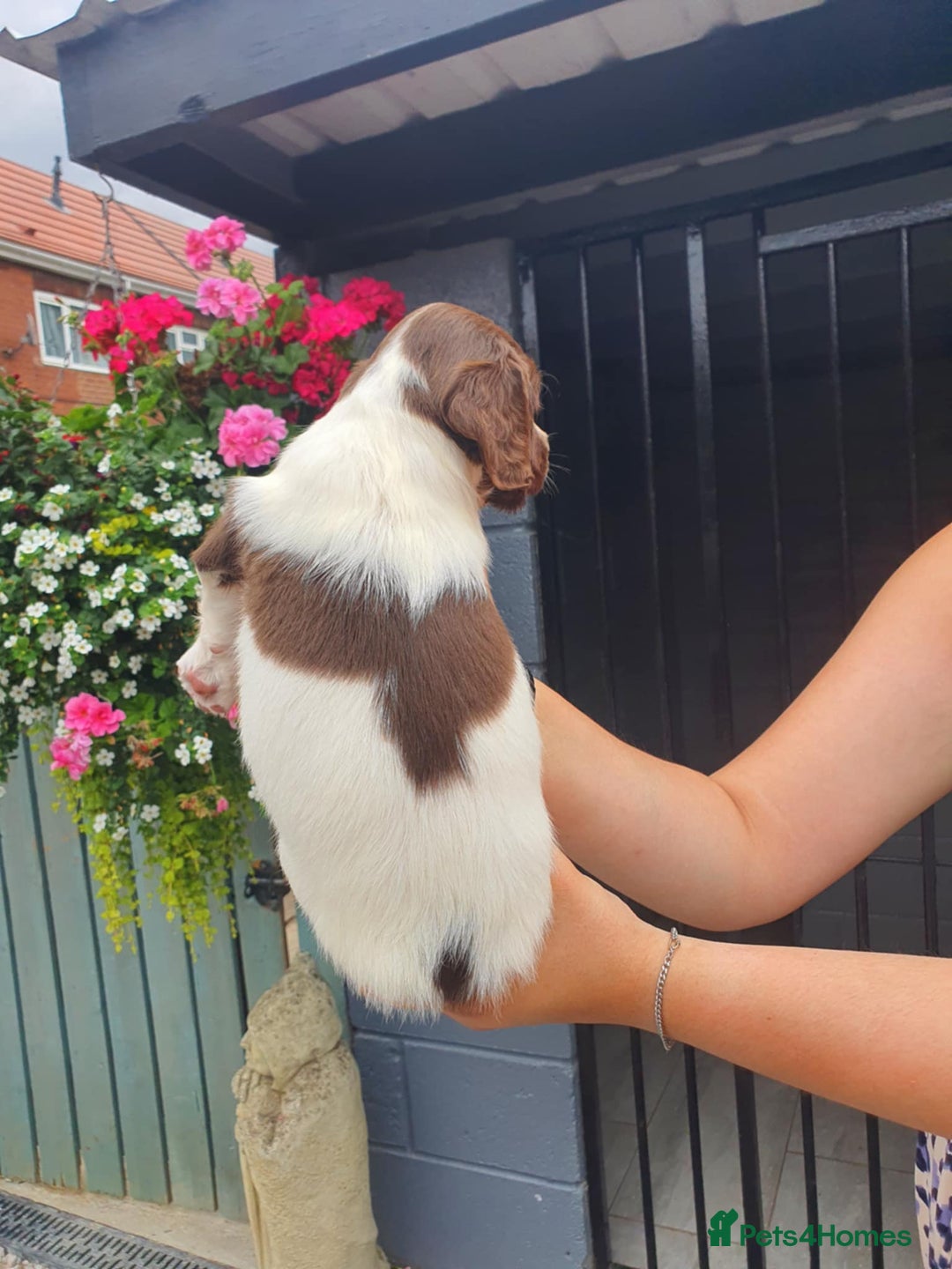 English Springer Spaniel dogs for sale: Springer spaniel  - Image 2
