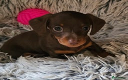 Miniature Dachshund dogs for sale: Stunning litter of miniature daschounds  - Image 4