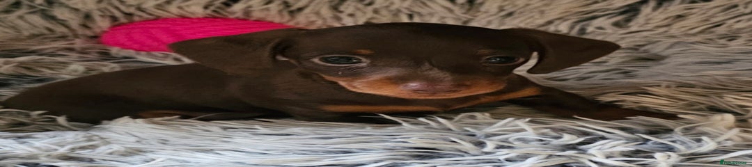 Miniature Dachshund Puppy 5