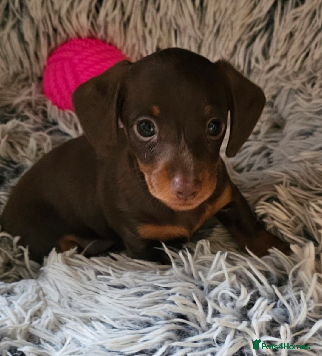 Miniature Dachshund dogs for sale: Stunning litter of miniature daschounds  - Image 4