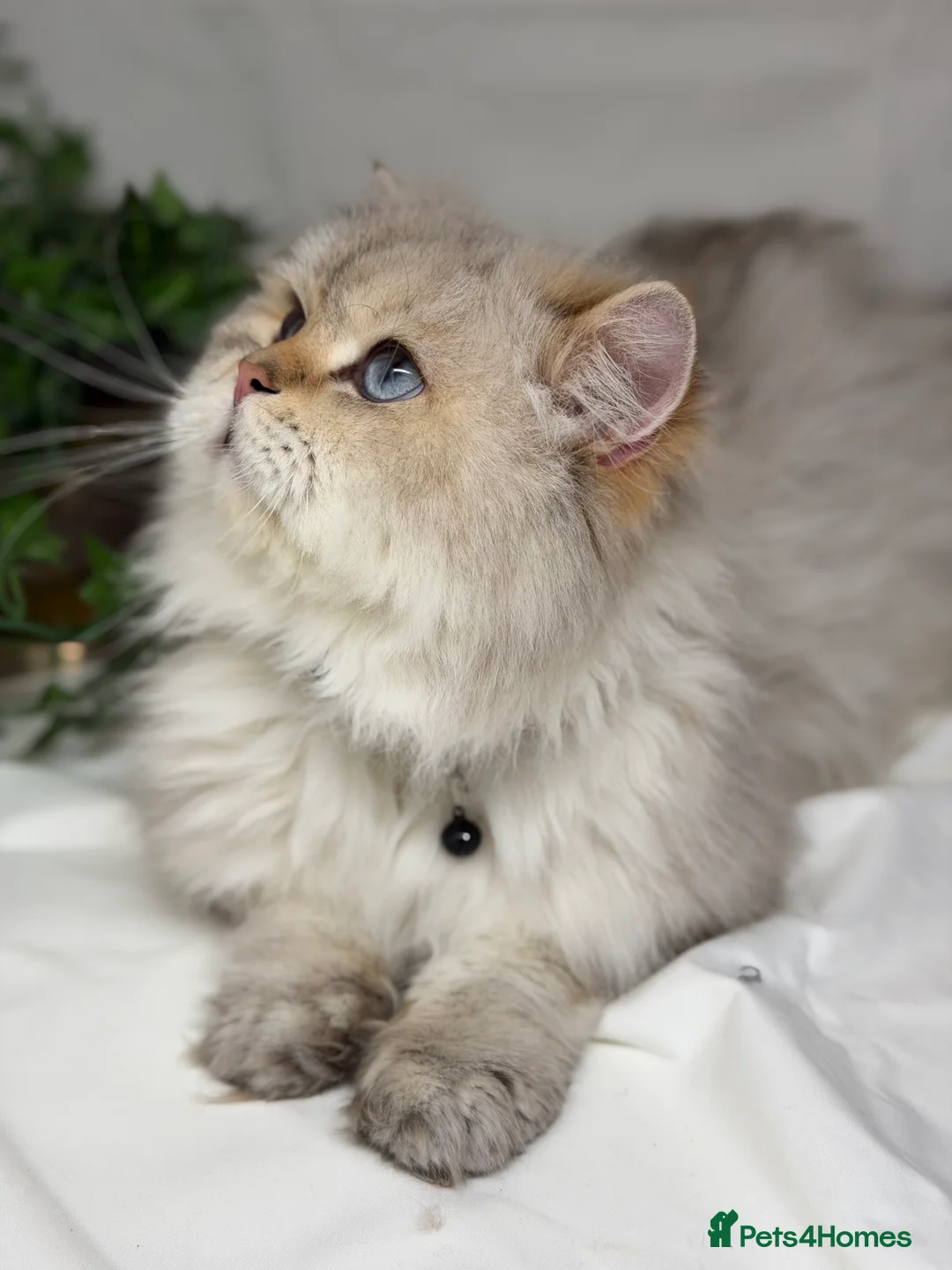 British Shorthair cats for stud: British shorthair Golden lovely stud boy GCCF - Advert 20