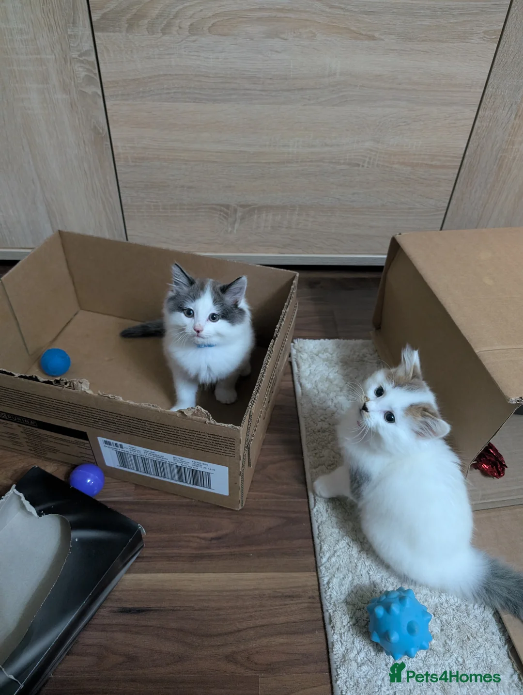 Siberian cats for sale: Siberian crossed kittens  - Advert 5