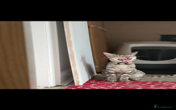 Mixed Breed cats for sale: 50/50 Bengal kittens - Image 4