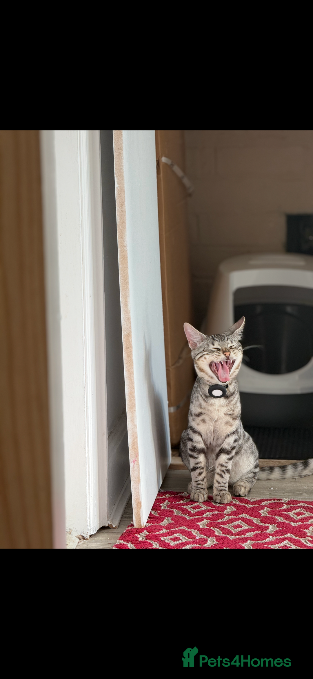 Mixed Breed cats for sale: 50/50 Bengal kittens - Image 4