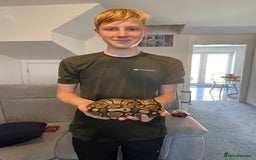 Python Snake reptiles for sale: Royal Python Three Years Old - Image 5