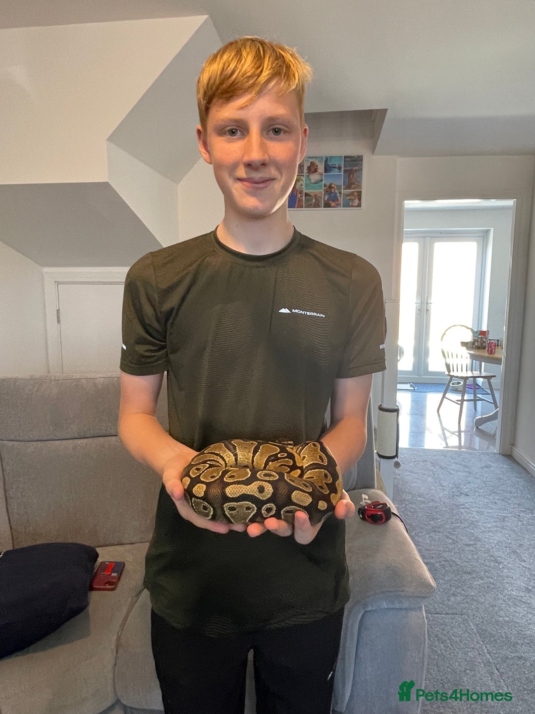 Python Snake reptiles for sale: Royal Python Three Years Old - Image 5