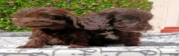 Cockapoo dogs for sale: FULLY VAX F1 COCKERPOOS H TESTED PARENTS  - Advert 5