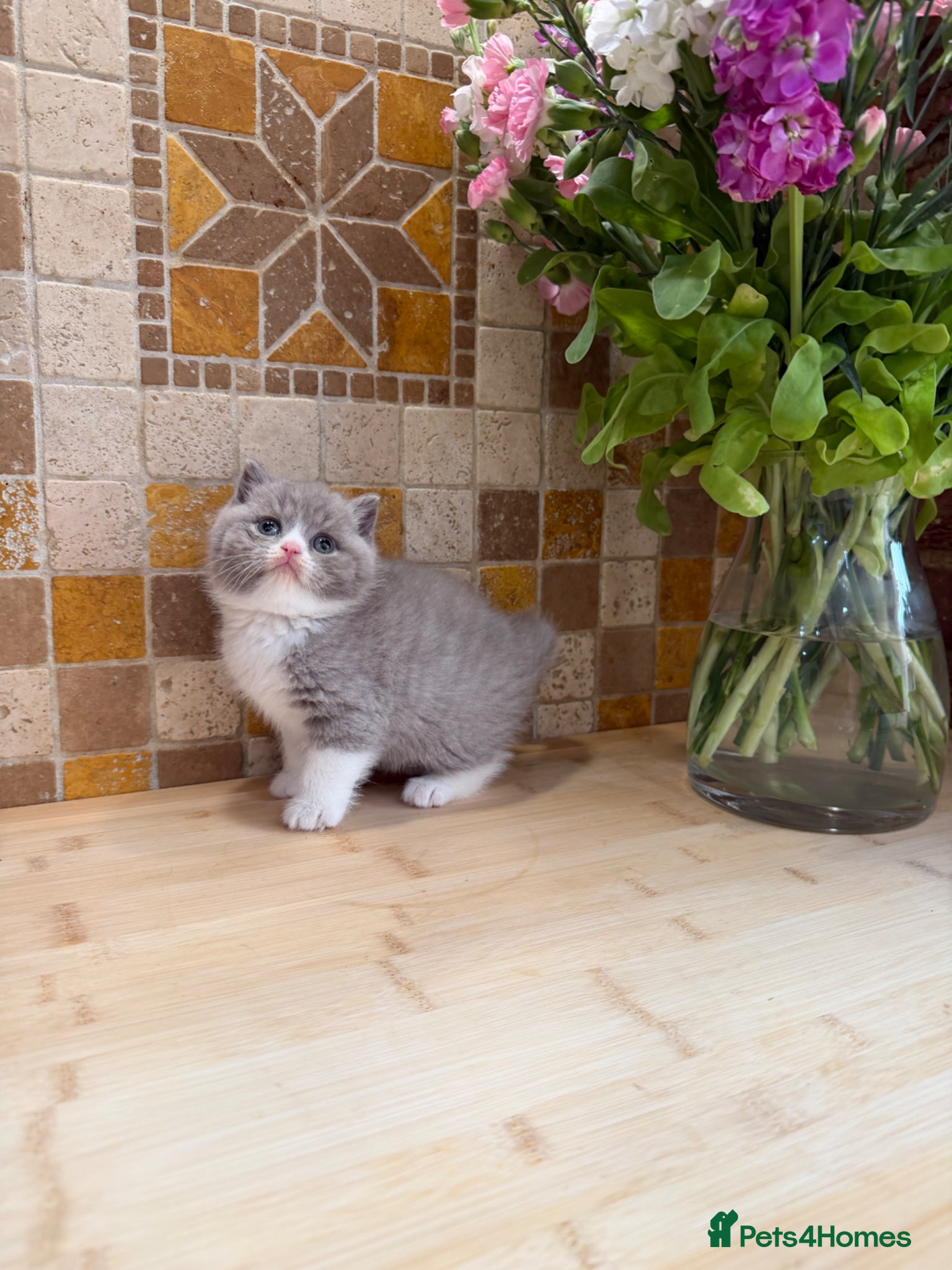 British Shorthair cats Full Pedigree/Registered BSH from £995 - Advert 1