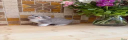 British Shorthair cats for sale: Full Pedigree/Registered BSH from £995 - Advert 1