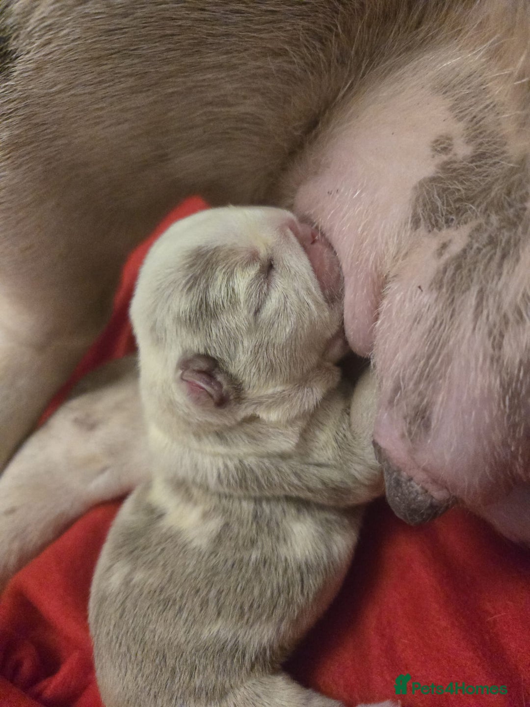 English Bulldog dogs for sale: Beautiful lilac merle female - Image 1