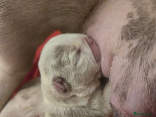English Bulldog dogs - Advert 3