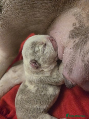 English Bulldog dogs - Advert 3