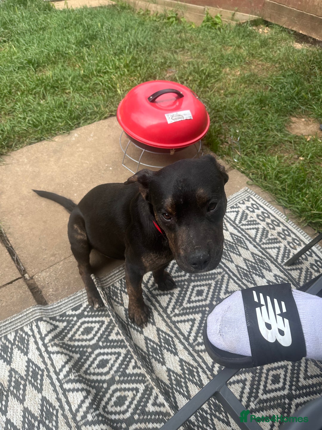 Mixed Breed dogs for sale: Beautiful mixed breed for cheap - Image 3