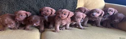 Labradoodle dogs for sale: Health tested F1 Labradoodle Puppies in Harrogate - Advert 3