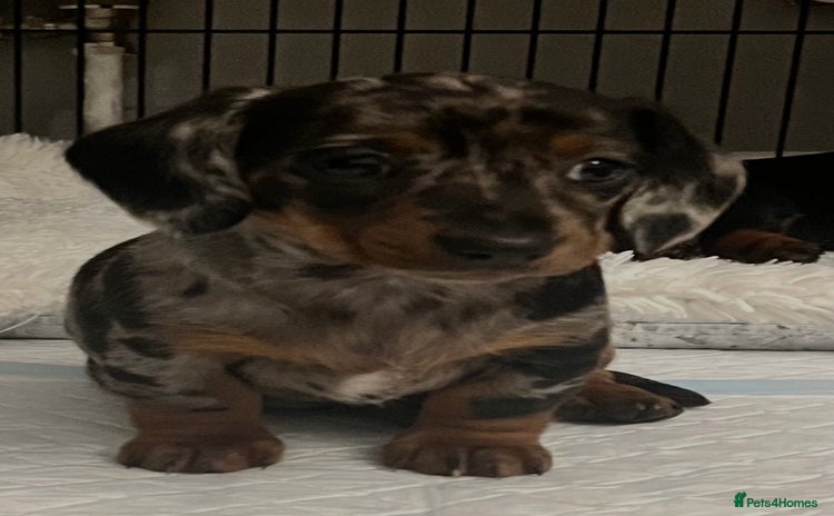 Dachshund dogs - Advert 1
