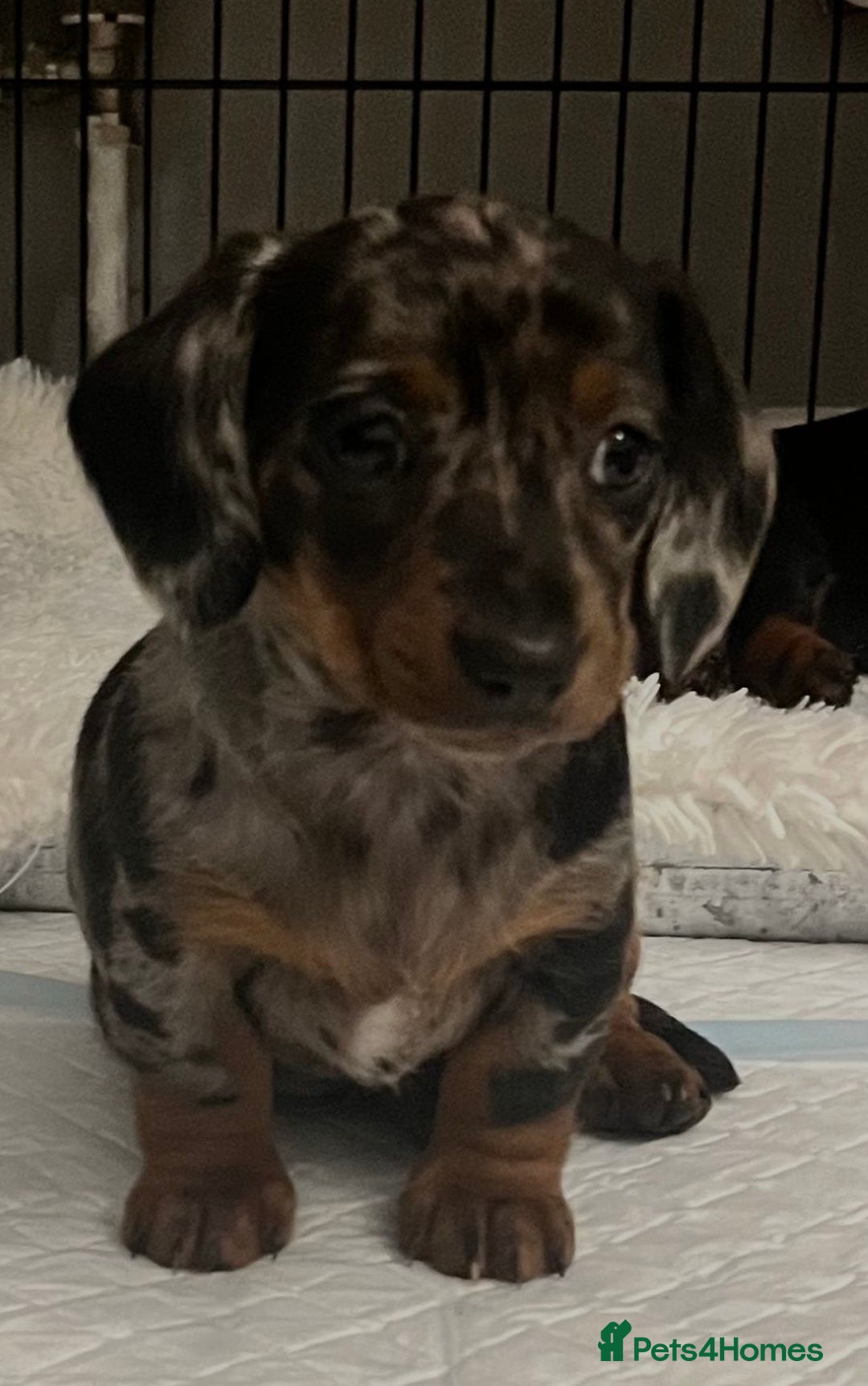 Dachshund dogs for sale: Mini dachshund puppies - Image 1