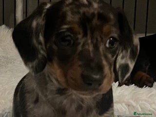 Dachshund dogs - Advert 2