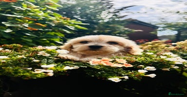 Cavapoo dogs - Advert 11