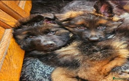 German Shepherd dogs for sale: TOP QUALITY KC REG DNA & BVA LONG HAIR GSD PUPS - Image 9