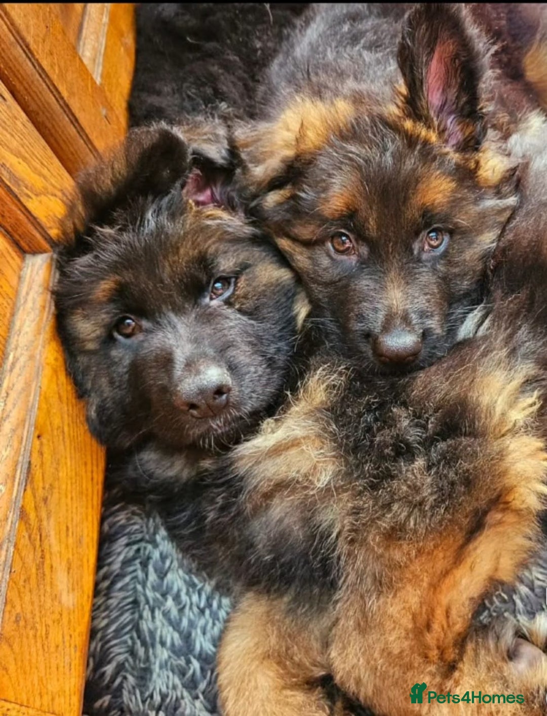 German Shepherd dogs for sale: TOP QUALITY KC REG DNA & BVA LONG HAIR GSD PUPS - Image 9