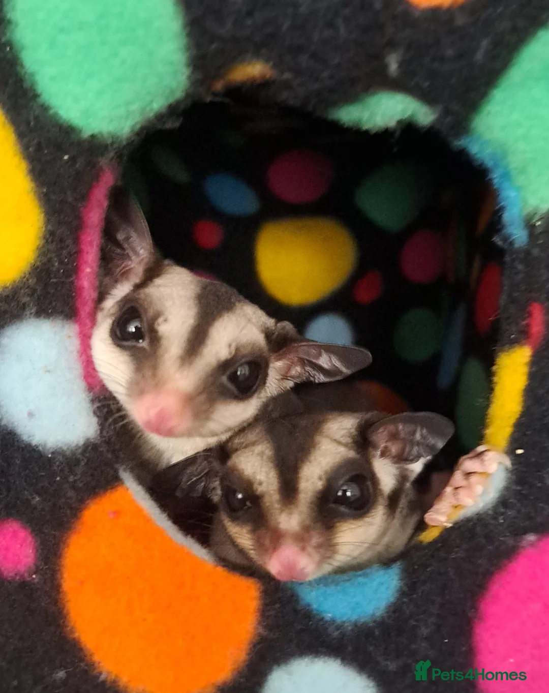 Sugar Glider rodents for sale: 2 Neutered Male Sugar Gliders and full set-up in Newark - Advert 2