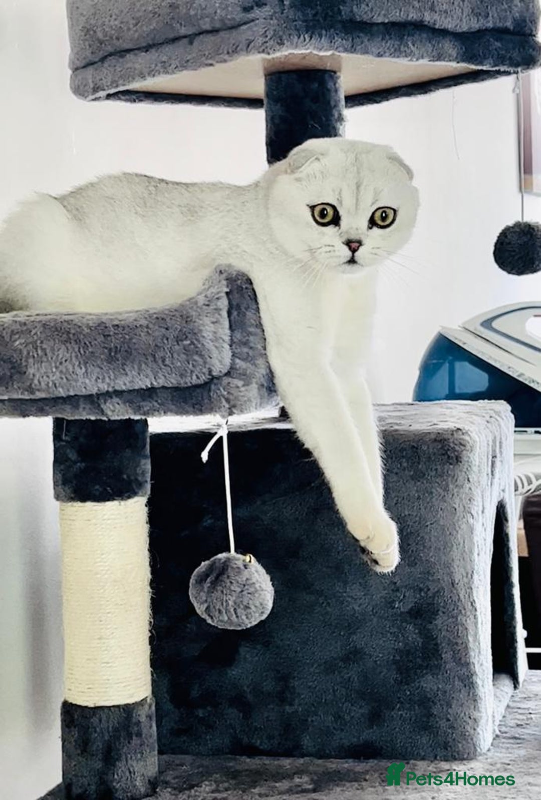 Scottish Fold cats for sale: SCOTTISH FOLD & BRITISH SHORTHAIR  - Advert 8