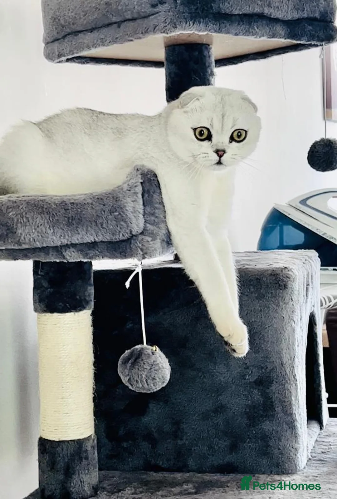 Scottish Fold cats for sale: SCOTTISH FOLD & BRITISH SHORTHAIR  - Advert 8