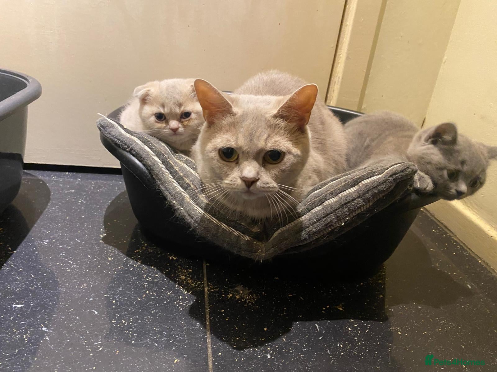 Scottish Fold cats Adorable Scottish Fold Kittens - Advert 1