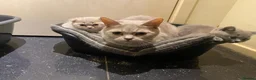 Scottish Fold cats for sale: Adorable Scottish Fold Kittens - Advert 1