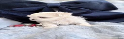 Maltese dogs for sale: 🩵Beautiful korean doll face puppies 🩷 - Advert 2