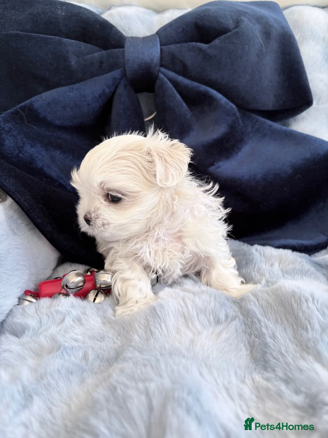 Maltese dogs for sale: 🩵Beautiful korean doll face puppies 🩷 - Advert 2
