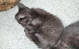 Mixed Breed cats for sale: 2 Cute Male BSH X Kittens - Image 9