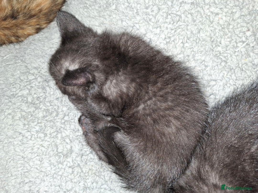 Mixed Breed cats for sale: 2 Cute Male BSH X Kittens - Image 9
