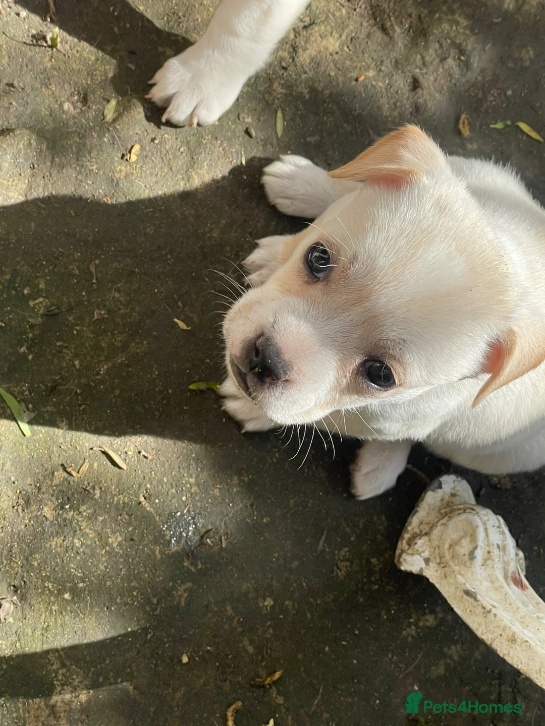 Mixed Breed dogs for sale: Beautiful French bulldogs with jackaranian - Advert 2