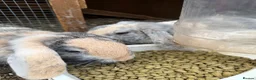 Mini Lop rabbits for sale: Mother and Daughter Lops  - Advert 5