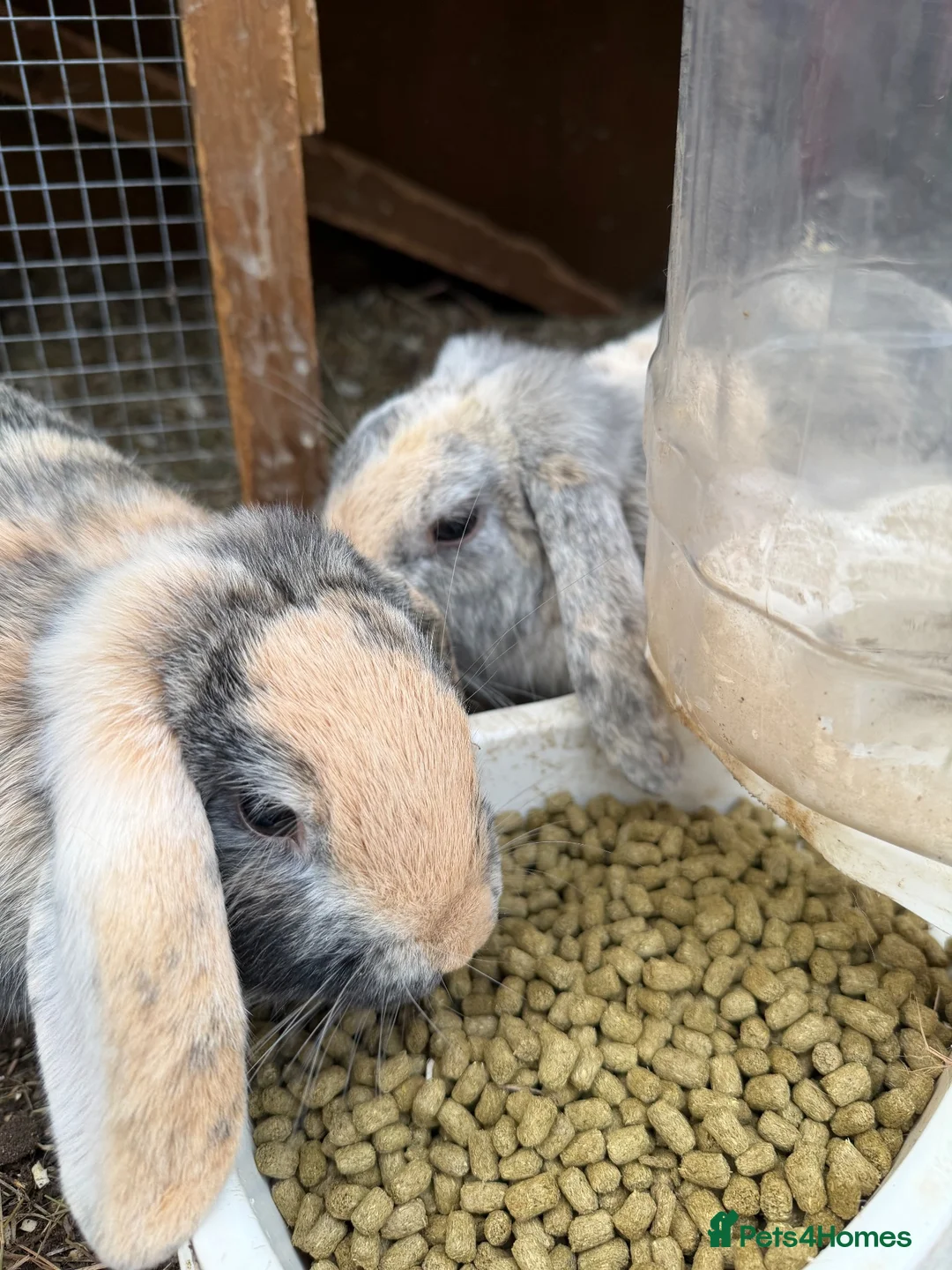 Mini Lop rabbits for sale: Mother and Daughter Lops  - Advert 5