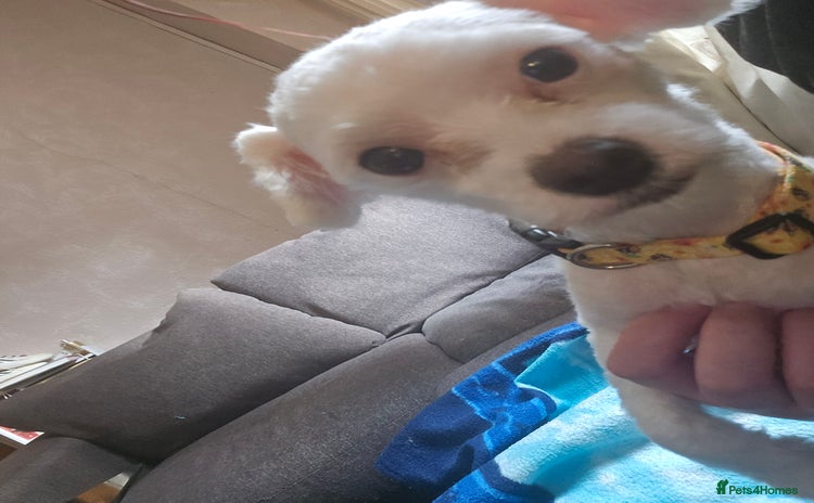 Maltese dogs - Advert 1