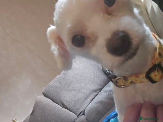 Maltese dogs Maltese puppy dog - Advert 4