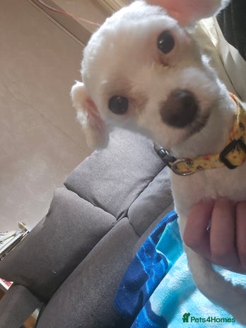 Maltese dogs - Advert 1