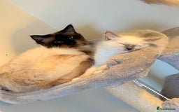 Ragdoll cats for sale: Glasgow Cats  - Image 8