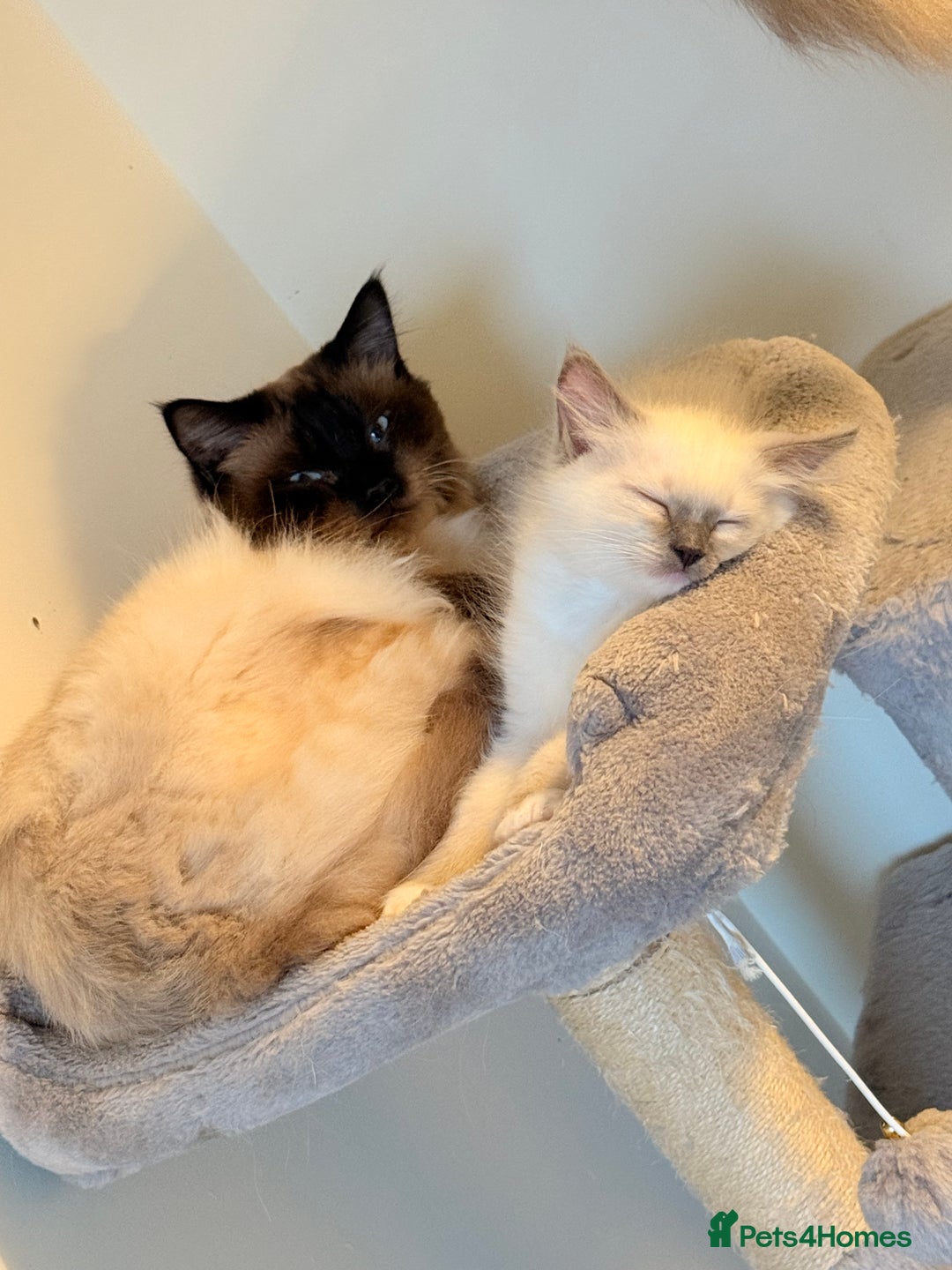 Ragdoll cats for sale: Glasgow Cats  - Image 8