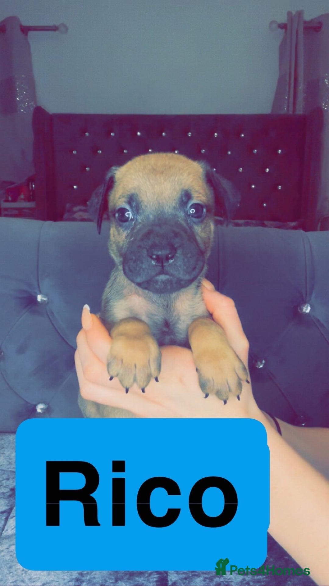 Mixed Breed dogs for sale: Mastiff puppies - Advert 34