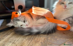 Siberian cats for sale: 2 Pedigree Siberian kittens hypoallergenic - ready - Advert 9