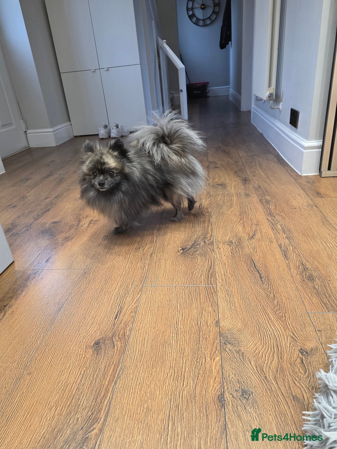 Pomchi dogs for sale: Gorgeous Pomchi Puppies - Advert 7